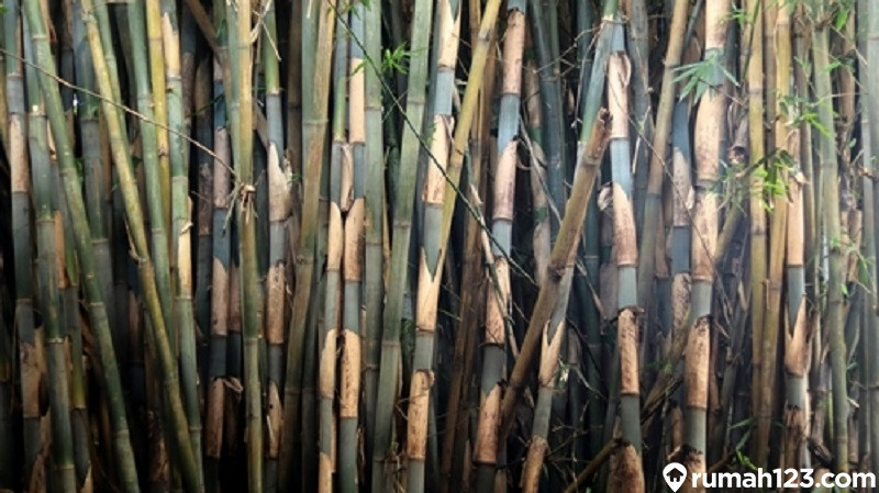 Cara menangkap tokek dengan bambu
